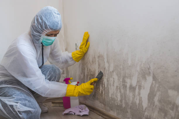 Best Mold Cleaning Services  in Colfax, LA