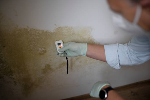 Best Commercial Mold Removal  in Colfax, LA