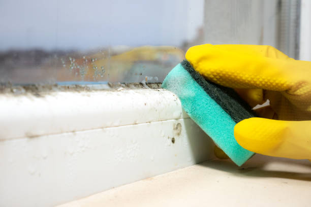 Best Best Mold Removal Companies  in Colfax, LA