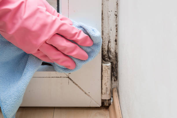 Best Office Mold Removal Services  in Colfax, LA